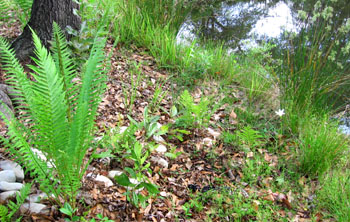 This rain garden a year later had a head start with plants already in the outflow area, but slwoing down the flow before it hits the pond is important.  Photo by Stibolt