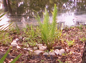 Rain garden next to the pond - Photo by Stibolt