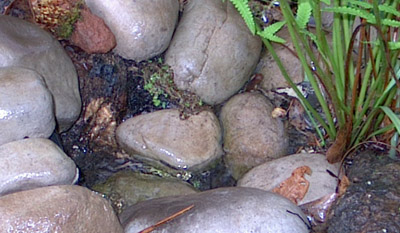 Rain garden at work - water flowing from the French drain system from the front gutter and front sidewalk area.  Photo by Stibolt