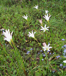 Rain Lilies and Blue-eyed Grass growing in road-side ditch.  
              Photo by Stibolt.