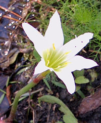 Rain Lily - photo by Stibolt