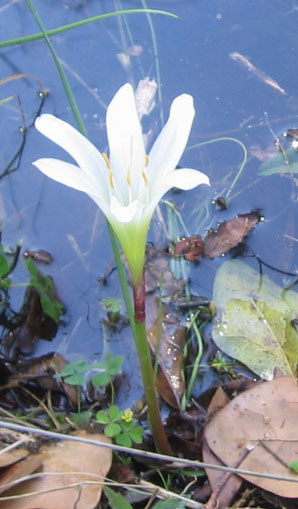 Rain lily at the edge of the pond.  Photo by Stibolt
