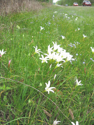 Rain lilies next to a soon-to-be-widened road.  Photo by Stibolt