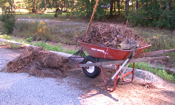 Pine needle mulch from the road.  Photo by Stibolt