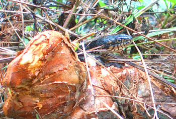 Snake by a Bald Cypress knee - Photo by Stibolt