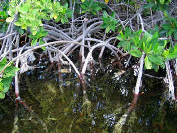 Red mangrove prop roots create excellent habitat for fish, crabs and birds.  Photo by Stibolt