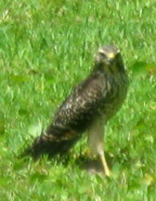 Immature red-shouldered hawk on our lawn.  Photo by Stibolt