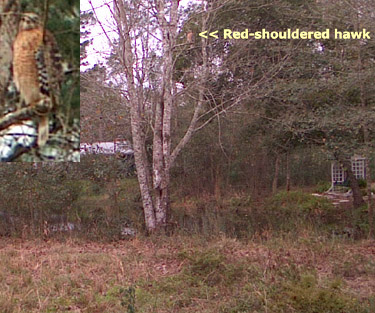 Red Shouldered Hawk on a Red Maple after cutting back the growth.  Photo by Stibolt