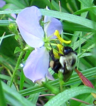 Rhexia and bee