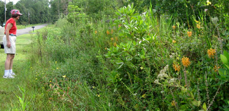 A raodside ecosystem in Clay County includes orange fringed orchids.  Photo by Stibolt