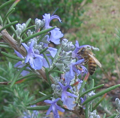 A honey bee works the rosemary flowers.