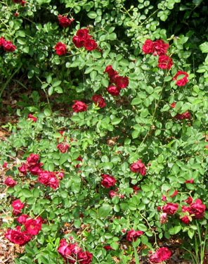 Ginny's root-stock roses.  Are they Dr. Huey?  Who knows.  Photo by Stibolt