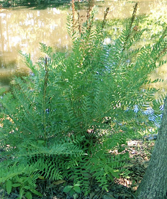 Royal Fern with fertile fronds - photo by Stibolt