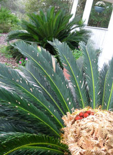 Red seeds show on a female sago in the foreground, while the male supports two 3-foot sprouts from its top and six or more pups growing around it.  Photo by Stibolt 