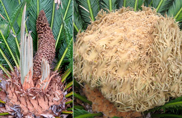 The two sagos in mid July.  The male's flowering structure has collapsed and two new sets of leaves have sprouted. Photo by Stibolt