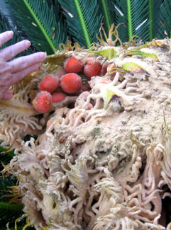 These attractive sago seeds are very poisonous.  Photo by Stibolt