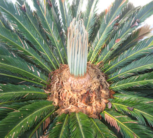 The female sago is finally producing a new set of leaves months after setting seeds. Photo by Stibolt
