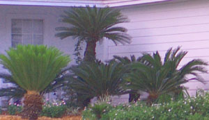 Sagos may look like short palm trees, but they're not.