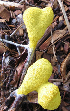 slime mold  photo by Stibolt