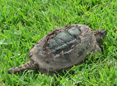 Snapping turtle after Fay.  Photo by Stibolt