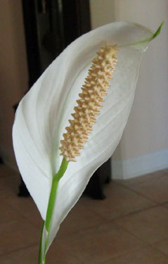 Peace lily flower is called a spadix with a modified leaf called a spathe.  Photo by Stibolt