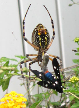 wickedly beautiful orb weaver with polka-dotted wasp moth.  Photo by Stibolt.