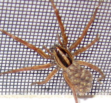 Mother spider with babbies on her back.  Photo by Stibolt