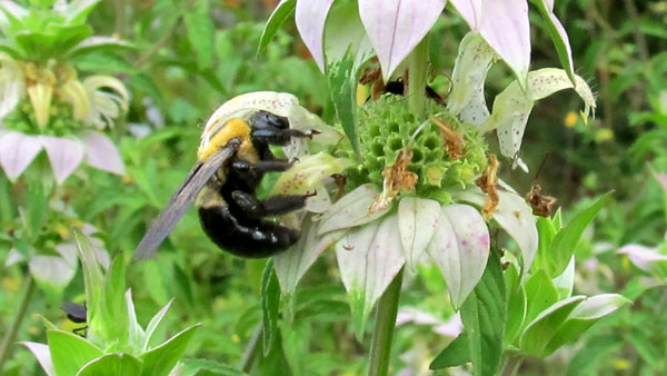 Dotted horsemint & carpenter bee by Stibolt
