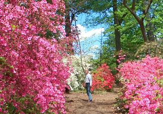 Azaleas and Dogwoods at the 
              National Arboretum in Washington DC - photo by Stibolt