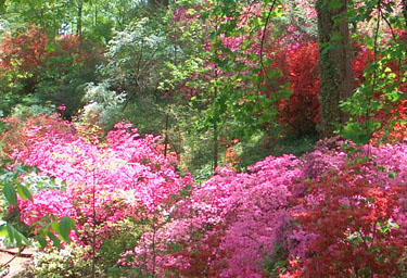 Azaleas & dogwoods @ Natl. Arboretum - photo by Stibolt