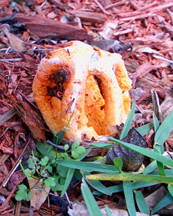 Octopus stinkhorn - photo by Stibolt