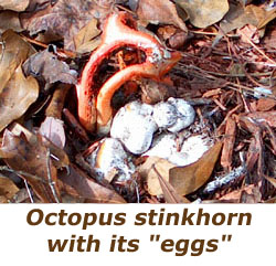Octopus stinkorns smell like something died.  Photo by Stibolt