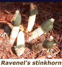 Ranenel stinkhorns provide rude surprises in the gardens.  Photo by Stibolt