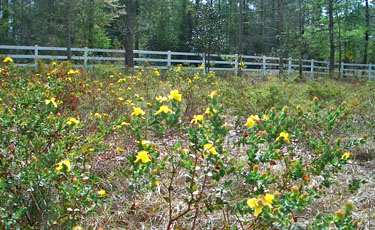 St. Peter's-wort bloomed all winter.  Near the fence, you can also see the Magnolia that we moved from the front yard area.  Photo by Stibolt