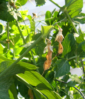 Sugar snap peas in winter. Photo by Stibolt