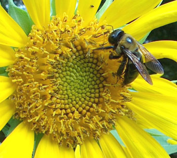 Bumble Bee is mesmerized by the spiraling flowers.  Photo by Stibolt