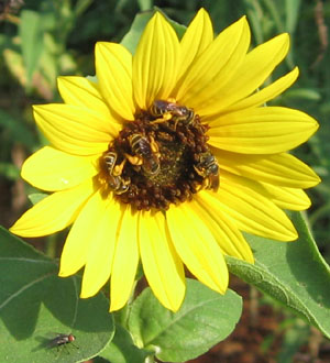 What is that fly collected down on the leaf below all those bees?  Photo by Stibolt.