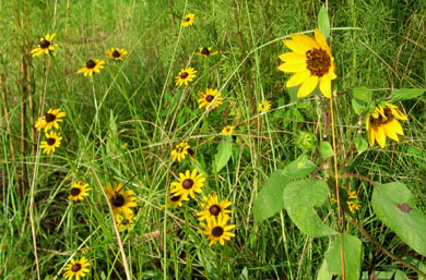 Sunflower and black eyed susans in the meadow.  Photo by Stibolt