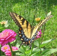 Female eastern tiger swallowtail.  Photo by Stibolt