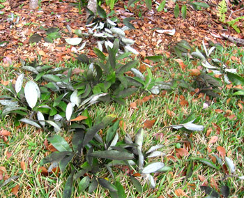 What a mess the squirrels make under my sweetbay magnolia tree. Photo by Stibolt