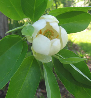 Sweet bay magnolia is a great choice especially where you might have standing water.  Photo by Stibolt