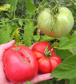 Brandy Boy tomatoes.  Photo by Stibolt