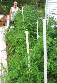 Tomato plants love the western wall of the house.  Photo by Stibolt