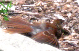 Brown thrasher fledgling on Ginny's front step. Photo by Stibolt