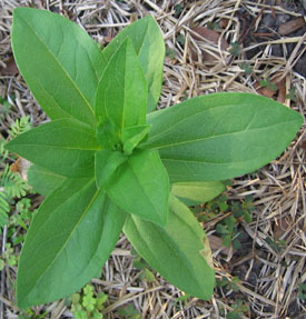 This zinnia has three leaves instead of two.  Photo by Ginny.