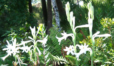 Single Mexican Tuberose flowers.  Photo by Stibolt.