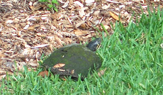 Cooter going back to the pond - photo by Stibolt