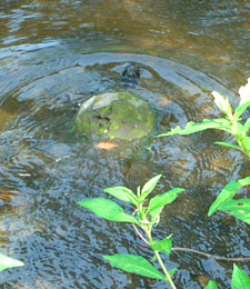 Turtle in pond after laying her eggs