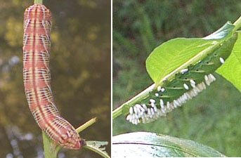 Two worms on Ginny's bushy seedbox