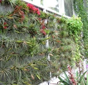 Fairchild Tropical Garden wall Fall 2009.  Photo by Stibolt
